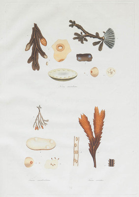15358
<br/>
Coloured figures of marine plants, found on the southern coast of England ; illustrated with descriptions and observations: accompanied with a figure of the Arabia stricta from St. Vincent's Rock. To which is prefixed an inquiry into the mode of propagation peculiar to sea-plants
<br/>
<em></em>